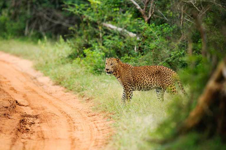 Auf den Spuren des Leoparden