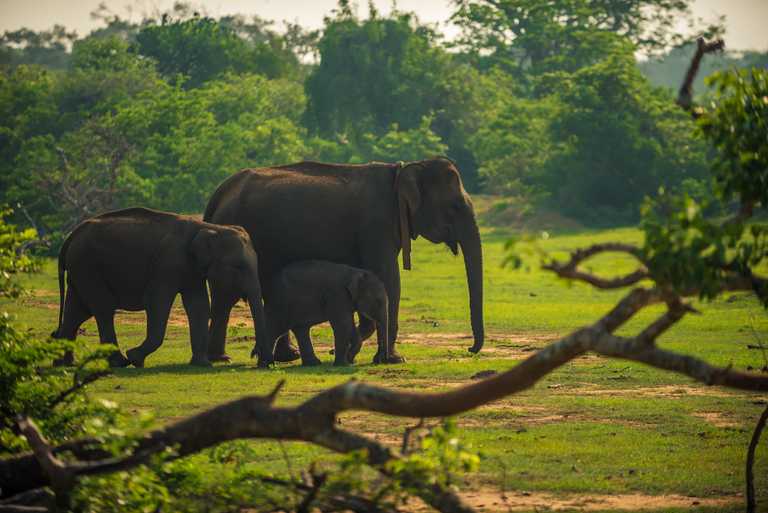 Le Sri Lanka est ouvert aux touristes – tourasia sur place